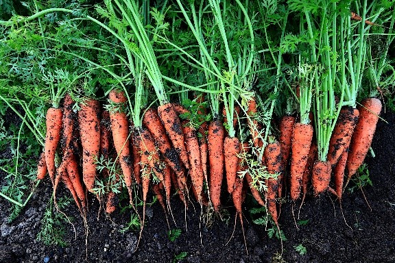 carottes avec fanes